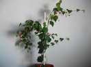 poze 042
