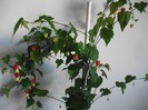 poze 043