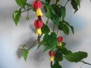 poze 045