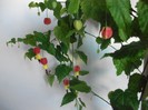 poze 047
