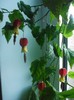 poze 050