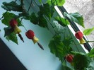 poze 051