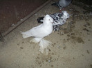 DSCF0378