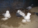 DSCF0379