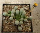 Fenestraria rhopalophylla subsp. aurantiaca (N.E.Br.) H.E.K.Hartmann 1982.