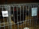SDC13291