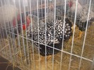 DSCF4670