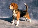 beagle maro