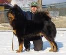 mastiff tibetan negru1