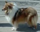 collie1