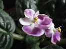 floricele 15-22 decemrbie 021