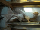 galbeni 006