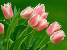 poze-cu-flori-roz-hd[1]