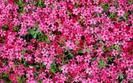 Widescreen_Flowers_Poze_Cu_Flori_Wallpapers_Imagini_Flori_pe_Desktop[1]