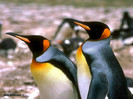 pinguini_ 7