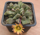 Aloinopsis luckhoffii (L. Bolus) 1937