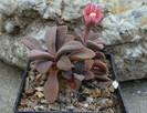 Aloinopsis rosulata (Kensit) Schwantes 1926