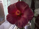 18 ian 2012 002