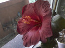 18 ian 2012 004