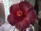 18 ian 2012 005
