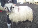 12446228_SKHEFOVRD