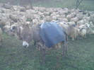 25294064_BDHASIIMI