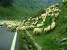 image-2009-10-30-6384279-56-transfagarasan