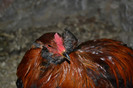 FAVORITI ARAUCANA