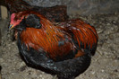 FAVORITI ARAUCANA