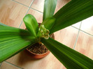clivia variegata-