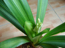 clivia variegata boboc