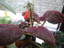 Smithiantha Cinnabarina