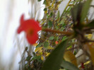 euphorbia milli cu flori