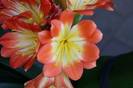 multipetal -double-decker
