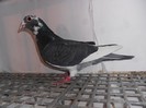 linia 007 vanbruane wanroy