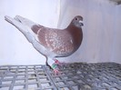 nepot din 6633-03-trestia loc 100 national expo piatra