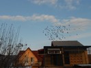 in zbor