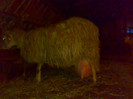 20012012639