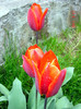 DSC00002