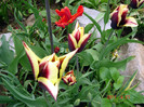 DSC00009