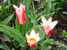 DSC09856