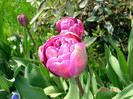DSC09900