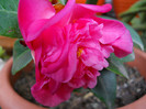 camelia"debbie"