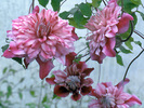 clematis_patricia_ann