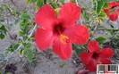 flori-rosii_hibiscus