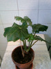 begonia fasciculata