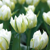 tulipa-fosteriana