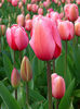 250px-Tulip_-_floriade_canberra