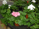 P1010170