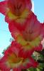 mieczyk-mieczyki-gladiola-8211-gladiolus_4001